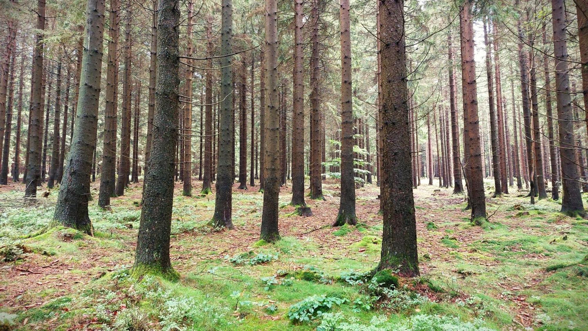 Fewo Silberborn - Weserbergland Apartment Holzminden Bagian luar foto